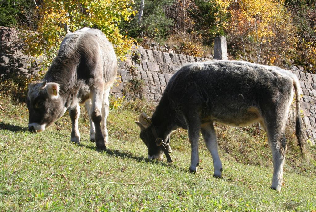 Agritur Fior Di Bosco Valfloriana Exterior foto